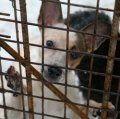 «МК» выяснил, почему в «заминированный» Знаменский собор не пустили служебных собак